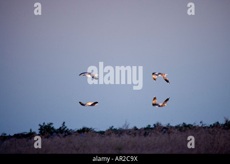 Ein paar California Möwen Tiefflug über die spiegelglatte Oberfläche des Great Salt Lake; die schwarzen Flecken sind Sole fliegen. Stockfoto