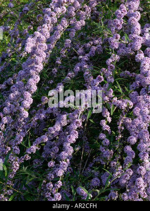 Brunnen buddleja (buddleja Alternifolia) Stockfoto