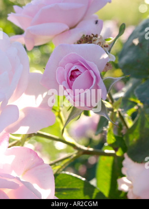 Kohl Rose (Rosa centifolia" x-Latour Fantin") Stockfoto