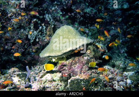 Malediven Unterwasser große Sterne Korallen umgeben von abwechslungsreichen Korallenriff Fische Stockfoto