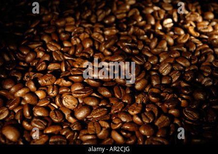 Arabica Kaffeebohnen im Dunkeln Stockfoto