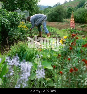 Ein Mann, der Samen im Frühling in seiner Bio-Küche Gemüse- und Blumengarten Carmarthenshire Wales UK KATHY DEWITT sät Stockfoto