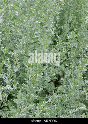 Grand Wermut (Artemisia Absinthium) Stockfoto