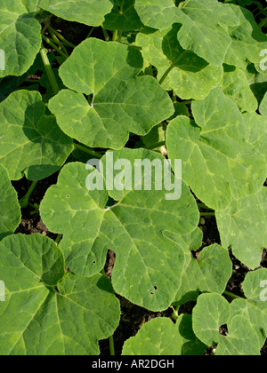 Abb.-leaved Kürbis (Cucurbita ficifolia) Stockfoto