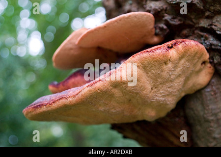 Beefsteak-Pilz auf Eiche Stockfoto