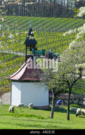 DEUTSCHLAND BADEN-WÜRTTEMBERG KAPELLE WEIDEN SCHAFZÜCHTER FAHREN EINEN TRAKTOR DURCH WEINBERGE UND BLÜHENDE APFEL BÄUME IM FRÜHLING Stockfoto