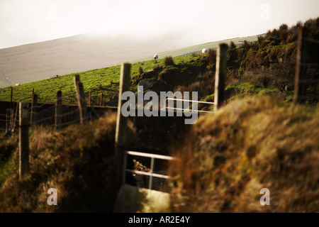 Schafe in Slea Head Dingle Halbinsel County Kerry Republik Irland Europa Fechten Stockfoto