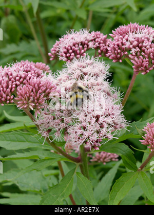 Hanf agrimony (eupatorium cannabinum) Stockfoto