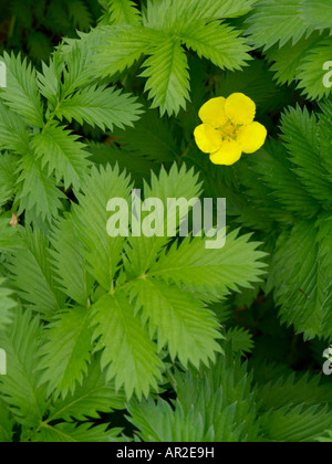 Gemeinsame silverweed (potentilla anserina) Stockfoto