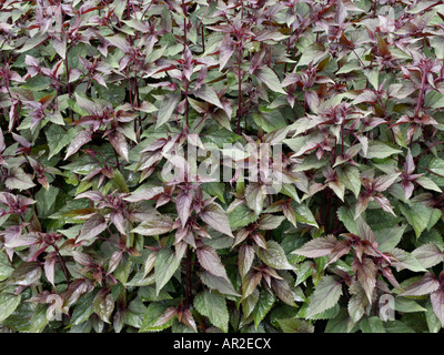 Weiß Snakeroot (ageratina altissima 'chocolate' syn. Eupatorium rugosum "Schokolade") Stockfoto