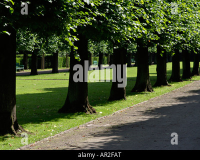 Gemeinsame Linde (Tilia x europaea) Stockfoto