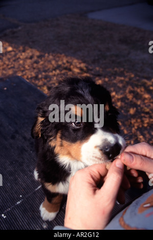 Junge Berner Sennenhund Berner Sennen Welpen sitzen am Tisch Pflege. Trainer geben dem Hund ein Vergnügen bereitet. Stockfoto