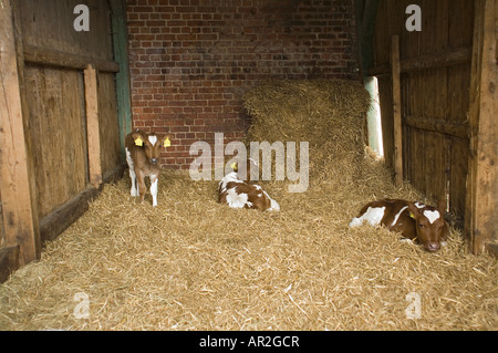 Rinder - Kälber im Heu Stockfoto