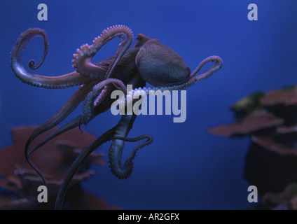 gemeinsame Krake, gemeinsame Atlantic Oktopus, gemeinsame europäische Krake (Octopus Vulgaris), Schwimmen Stockfoto