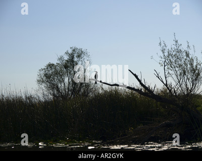 Kormoran (Phalacrocorax Carbo), Skutari See, Serbien und Montenegro, Montenegro Stockfoto