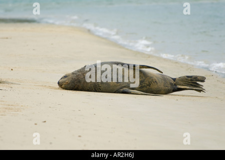 Männliche Prostituierte Seelöwe (Phocarctos Hookeri) ruhen am Strand von Surat Bay, die Catlins Stockfoto