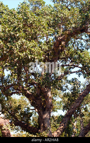 Bergahorn Feigen Ficus damarensis Stockfoto