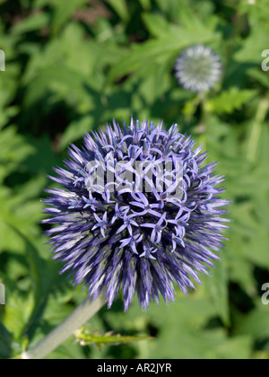 Globus Thistle (echinops ritro) Stockfoto