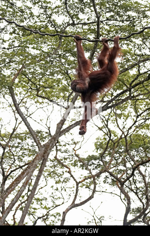 Erwachsener Orang-Utan von Bäumen hängen Stockfoto