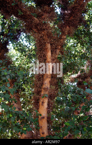 Bergahorn Feigen Ficus damarensis Stockfoto