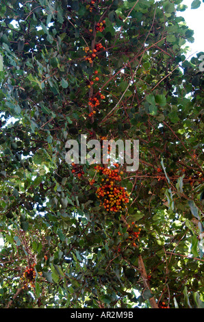 Bergahorn Feigen Ficus damarensis Stockfoto