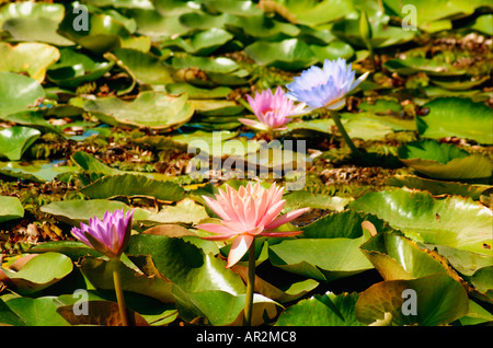 4 Seerosen in einem Teich Stockfoto
