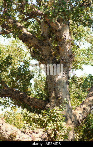 Bergahorn Feigen Ficus damarensis Stockfoto