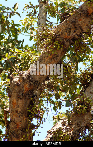 Bergahorn Feigen Ficus damarensis Stockfoto