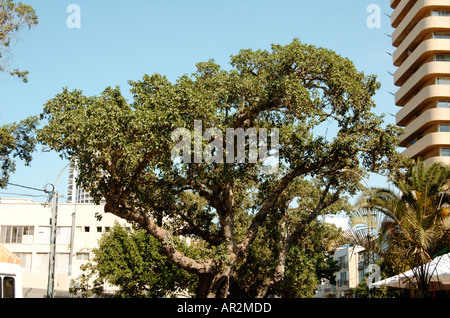 Bergahorn Feigen Ficus damarensis Stockfoto