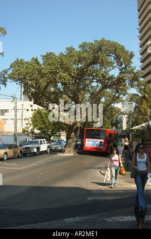 Bergahorn Feigen Ficus damarensis Stockfoto