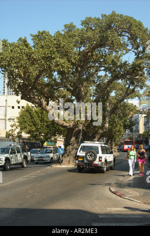 Bergahorn Feigen Ficus damarensis Stockfoto