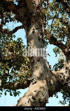 Bergahorn Feigen Ficus damarensis Stockfoto