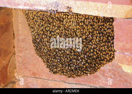 Bienen (Apidae), Biene Kolonie, Indien, Agra Stockfoto