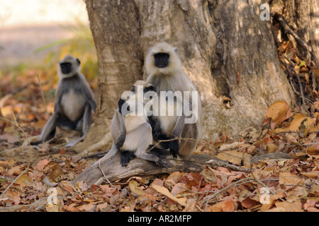 Hanuman-Languren, Hanuman Monkey, gemeinsame Languren (Presbytis Entellus), Gruppen mit Welpen, Indien, Kanha National Park Stockfoto