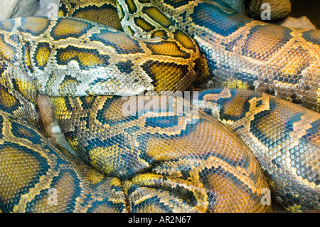 Schleifen der Netzpython Python Reticulatus, der weltweit längsten Schlangenarten Stockfoto