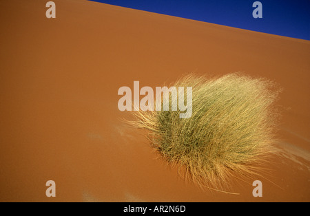 Grasbüschel an Soussusvlei Dünen der Namib-Wüste, Namibia, Südliches Afrika. Stockfoto