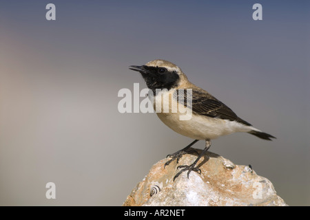 Östlichen Blackeared Steinschmätzer (Oenanthe Melanoleuca), sitzt auf einem Stein, Griechenland, Samos Stockfoto