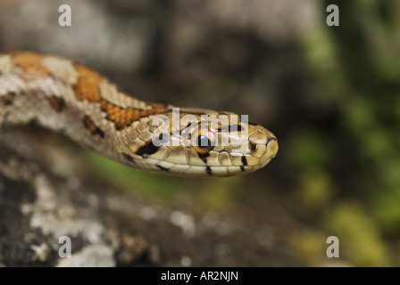 Leopard Schlange (bieten Situla), Juvenile, Griechenland, Rhodos Stockfoto
