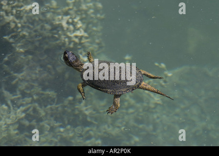 Europäische Sumpfschildkröte, Europäische Sumpfschildkröte, europäischer Teich Schildkröte (Emys Orbicularis), Schwimmen, Griechenland, Peloponnes, Zacharo Stockfoto