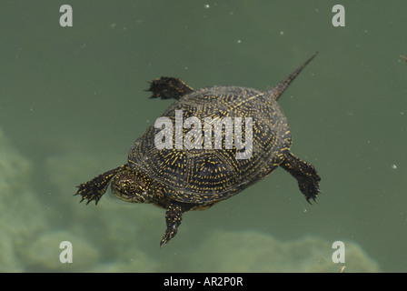 Europäische Sumpfschildkröte, Europäische Sumpfschildkröte, europäischer Teich Schildkröte (Emys Orbicularis), Schwimmen im See Kaiafa, Griechenland, Pelop Stockfoto