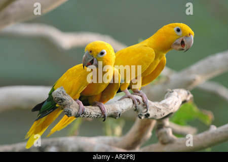 Goldsittich, goldene Conure (Guaruba Guarouba, Aratinga Guarouba), paar, sitzen auf Baum Stockfoto