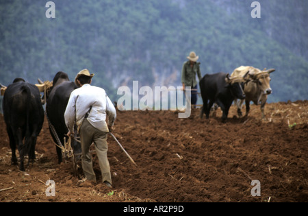 Pflügen der Felder von Ochsen, in der Nähe von Vinales, Pinar del Rio, Kuba. Stockfoto