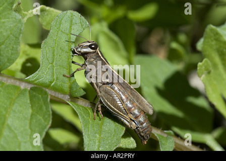 Grashopper ernähren sich von Blättern, Griechenland, Peloponnes, Messinien Stockfoto