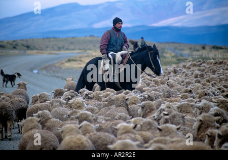 Schafe in der Wildnis von Patagonien, Argentinien, Südamerika aufrunden. Stockfoto