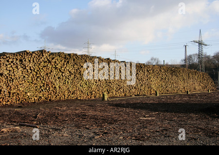 Haufen von Holz nach Sturm Kyrill 2007, Deutschland, Nordrhein-Westfalen Stockfoto