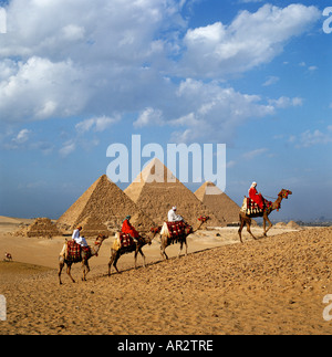 Kamele und Pyramiden, Gizeh, Kairo, Ägypten, Nordafrika Stockfoto
