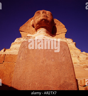 Die Sphinx in Ägypten, Gizeh, Kairo, Nord Afrika. Dramatische Nahaufnahme bei Sonnenaufgang, Birds Eye View suchen der Traum Stele zu Kopf. Unesco-Welterbe Stockfoto