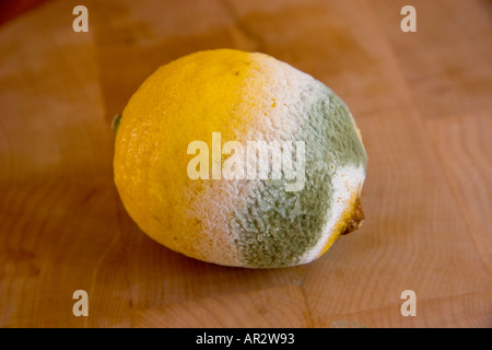 Minimale Stilllebensdauer einer mit Schimmelpilzen bedeckten Zitrone auf hölzernem Hintergrund Stockfoto