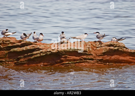 Brandseeschwalben Schlafplatz über die Flut an kleinen Auge Hilbre Dee Mündung Stockfoto