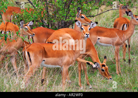 Weibliche Impala afrikanische Antilopen Impala Aepyceros Melampus in Buschsavanne Masai Mara National Nature Reserve Kenya Stockfoto
